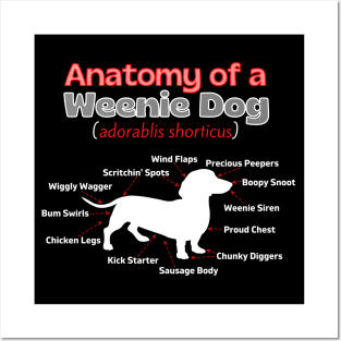 Anatomy of a Weenie Dog Posters and Art